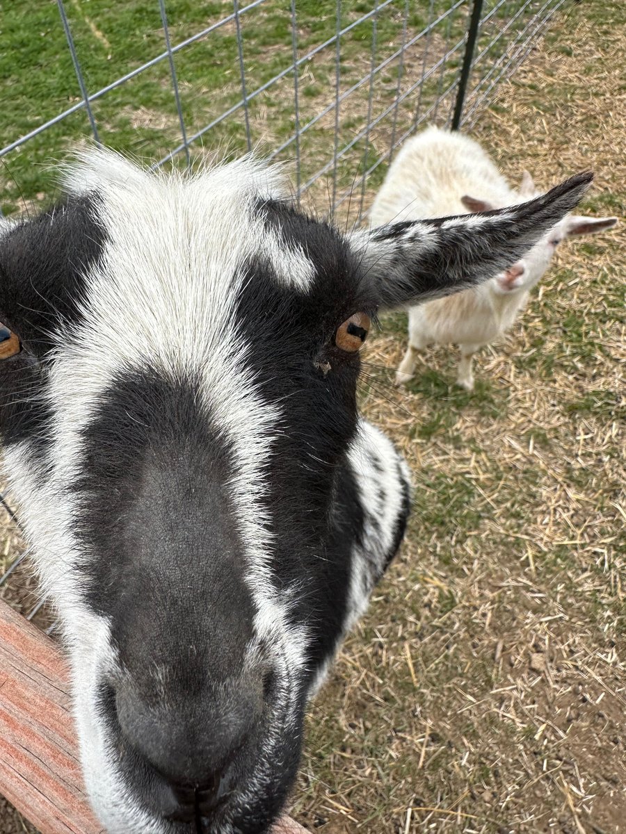 Colonial Goats