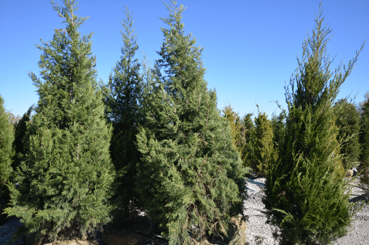 Cut Christmas Trees